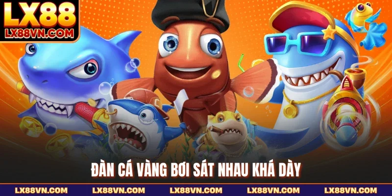 Đàn cá vàng bơi sát nhau khá dày
